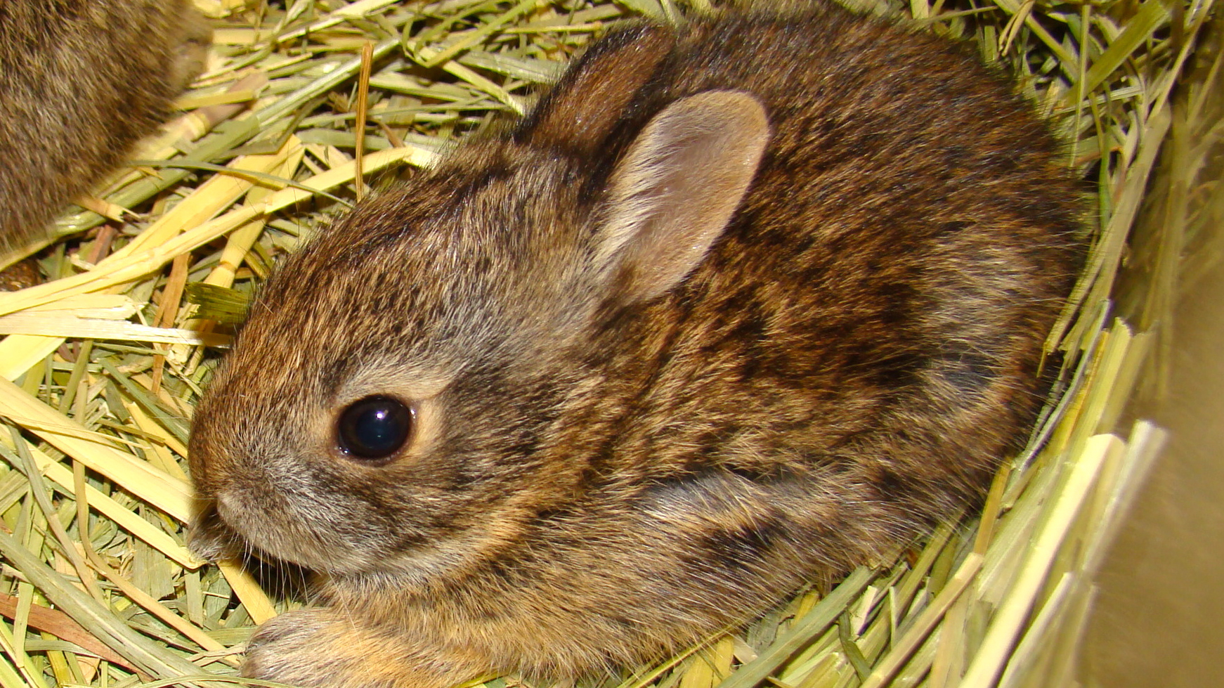 Recovery: Second Chance for Yankee Cottontails - Cool Green Science