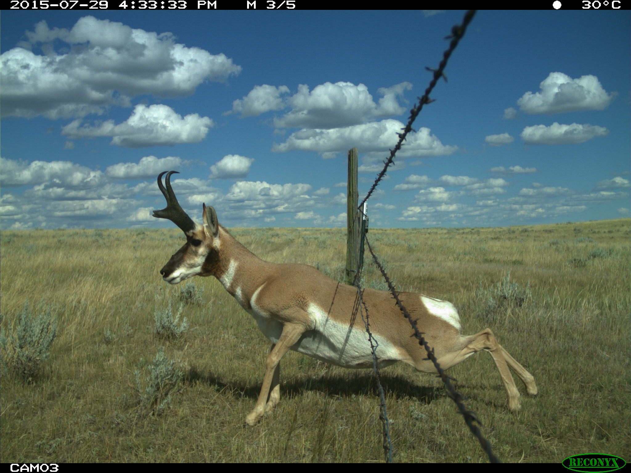 3 smoothwire buck How Can the Pronghorn Cross the Fence?