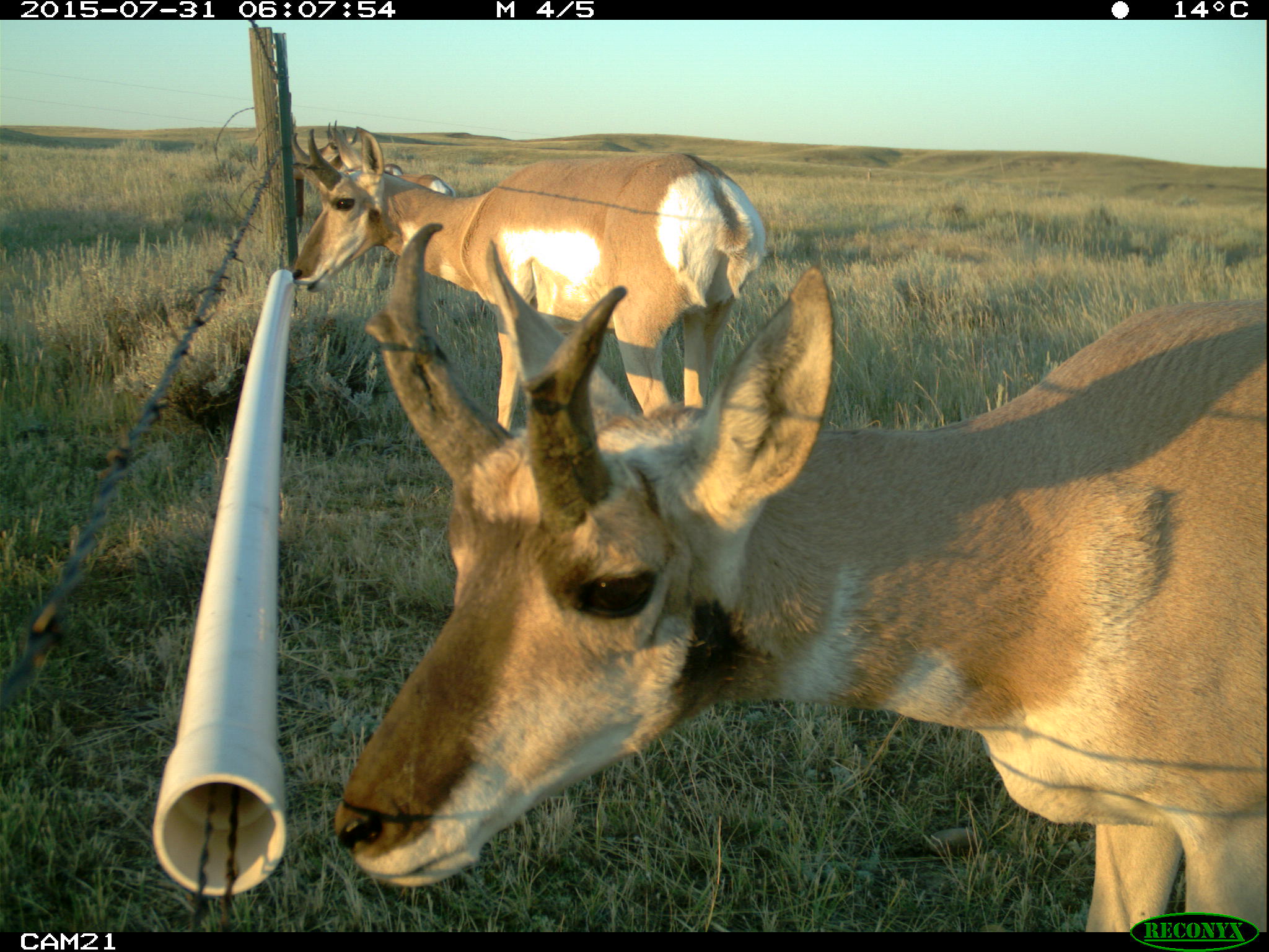 4 goatbar unsure juv bucks How Can the Pronghorn Cross the Fence?