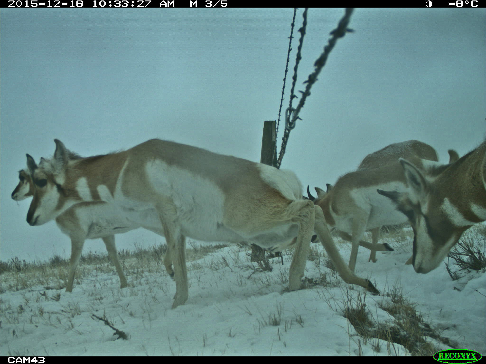 5 clips many How Can the Pronghorn Cross the Fence?