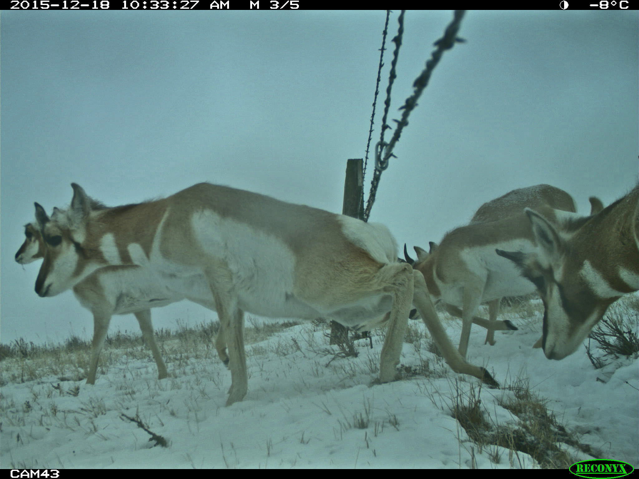 How Can the Pronghorn Cross the Fence? Cool Green Science