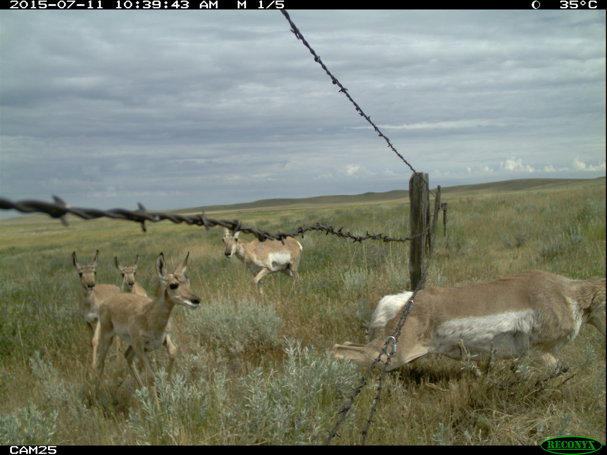 6 clips fawn learning from How Can the Pronghorn Cross the Fence?
