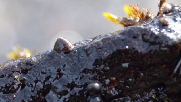 A minute, conical snail on a dark rock. 