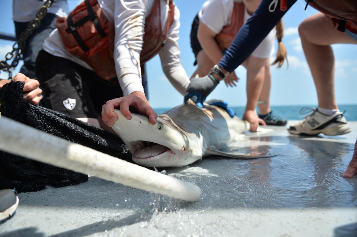 group of people tagging a shark