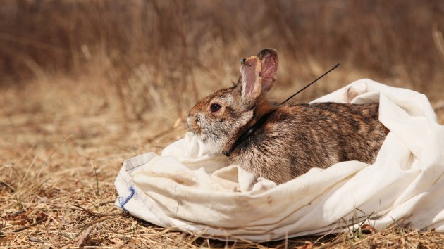 Recovery: Second Chance for Yankee Cottontails - Cool Green Science