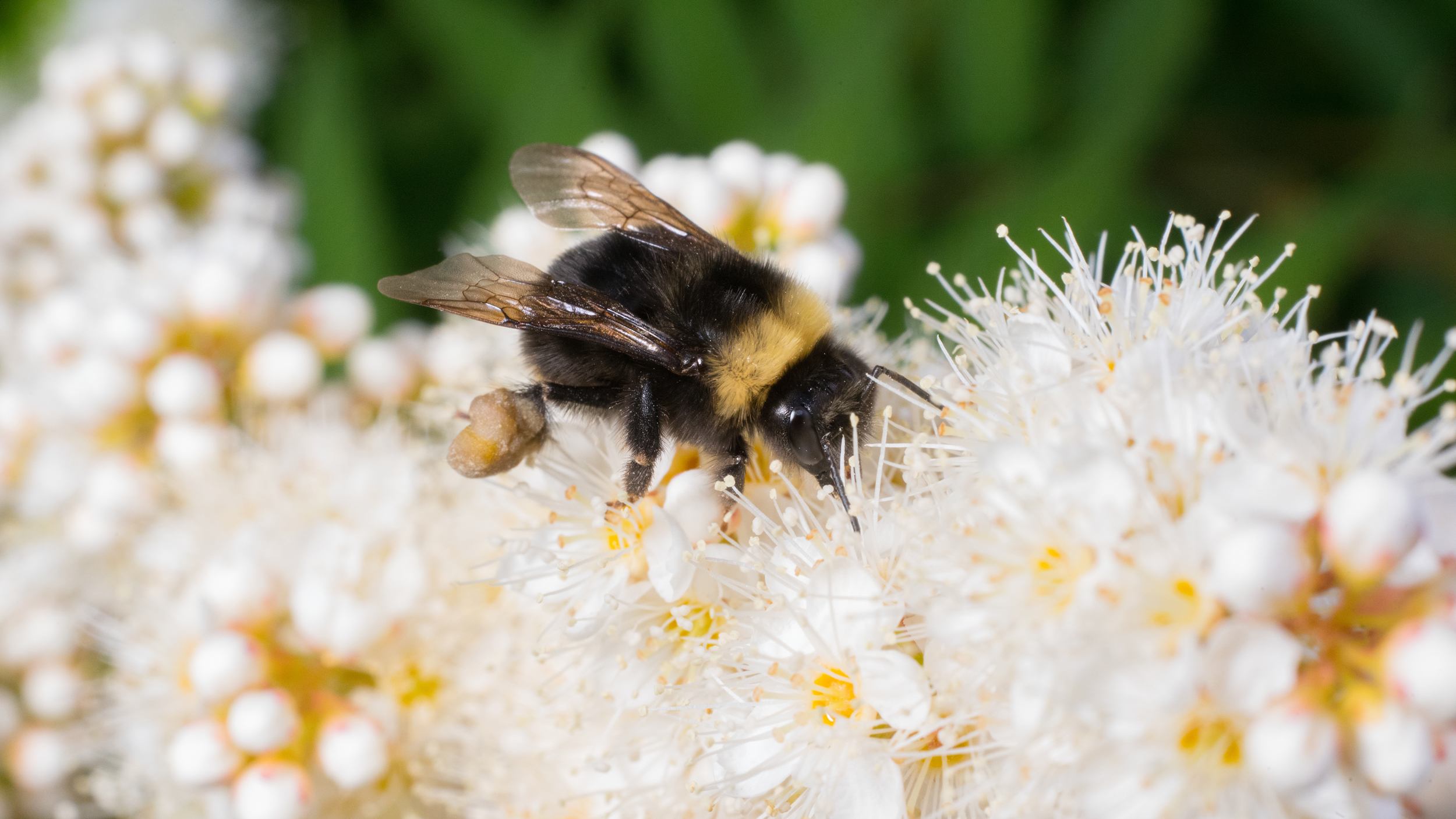 Western Bumble Bee