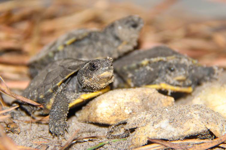 Tracking Little Turtles on the Prairie - Cool Green Science