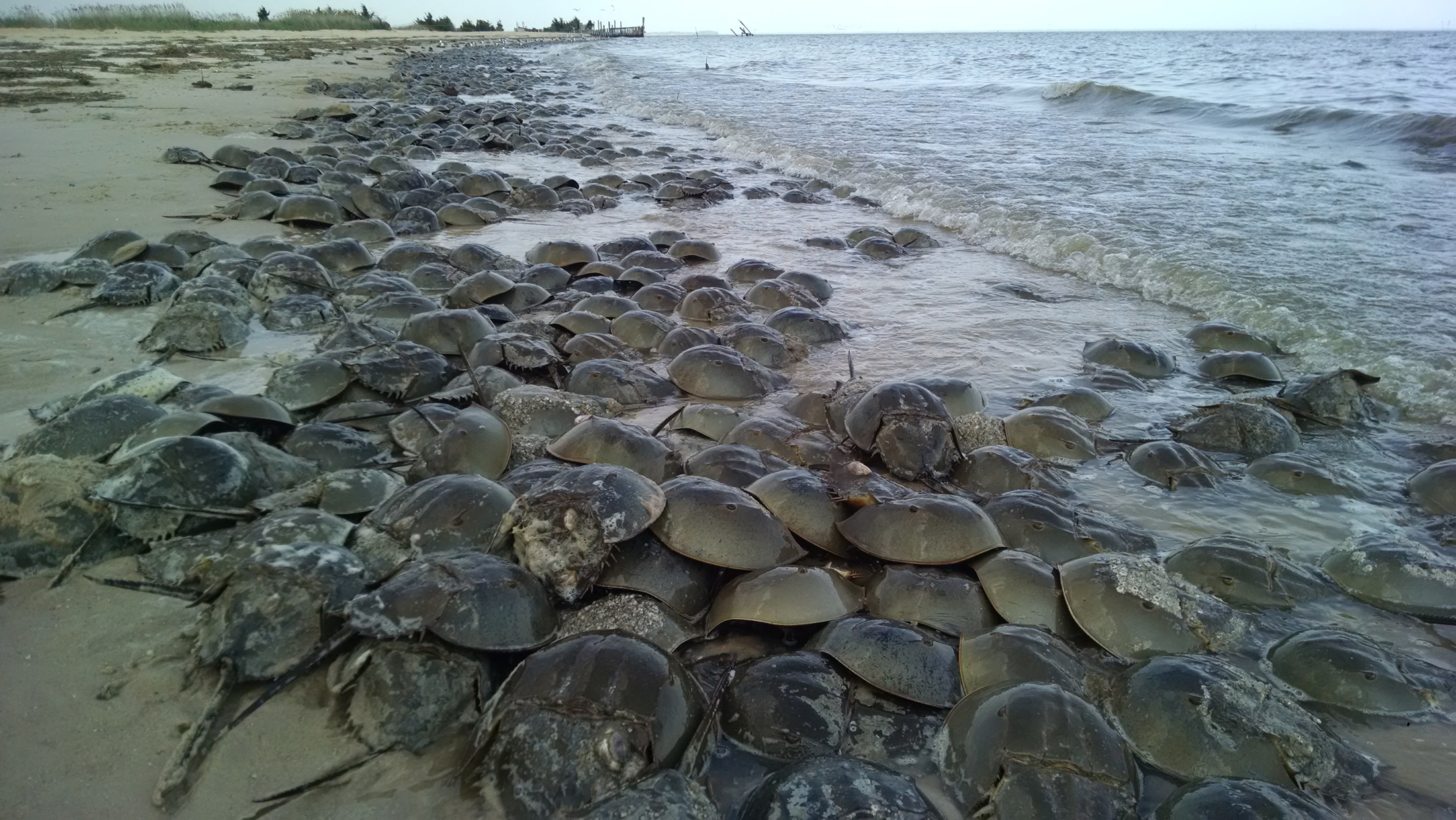The Underwater Secrets of Horseshoe Crabs - Cool Green Science