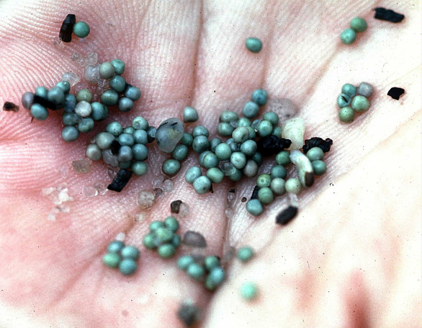 Horseshoe crab eggs © Gregory Breese/USFWS 