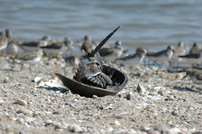 Horseshoe crab underside (don't flip horseshoe crabs over) © Gregory Breese/USFWS