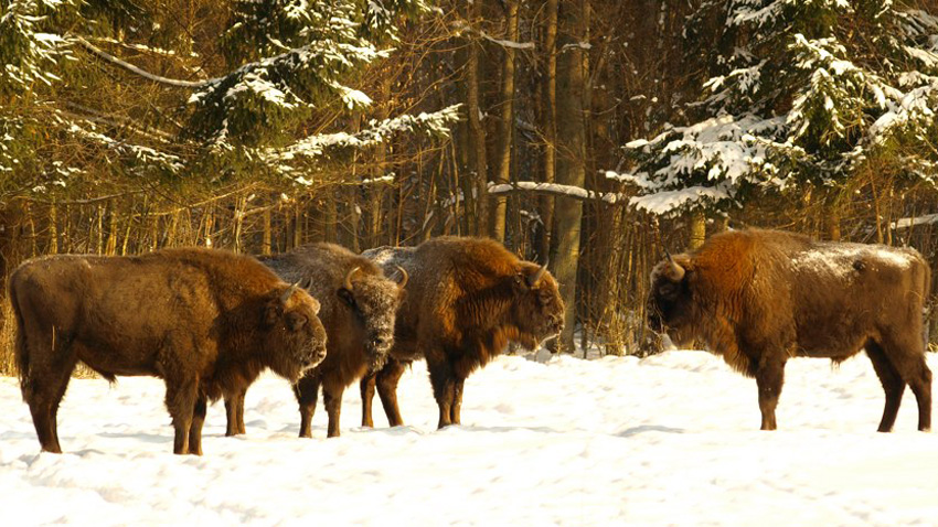 european bison vs american bison