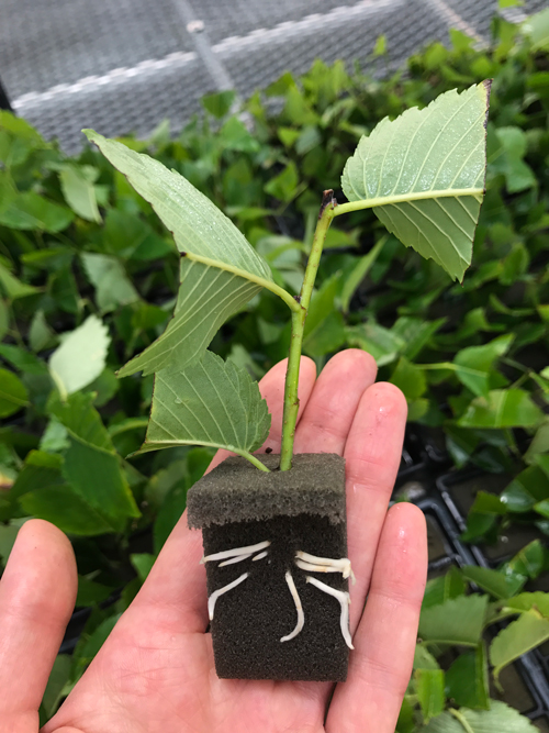 American Elm (U.S. National Park Service)