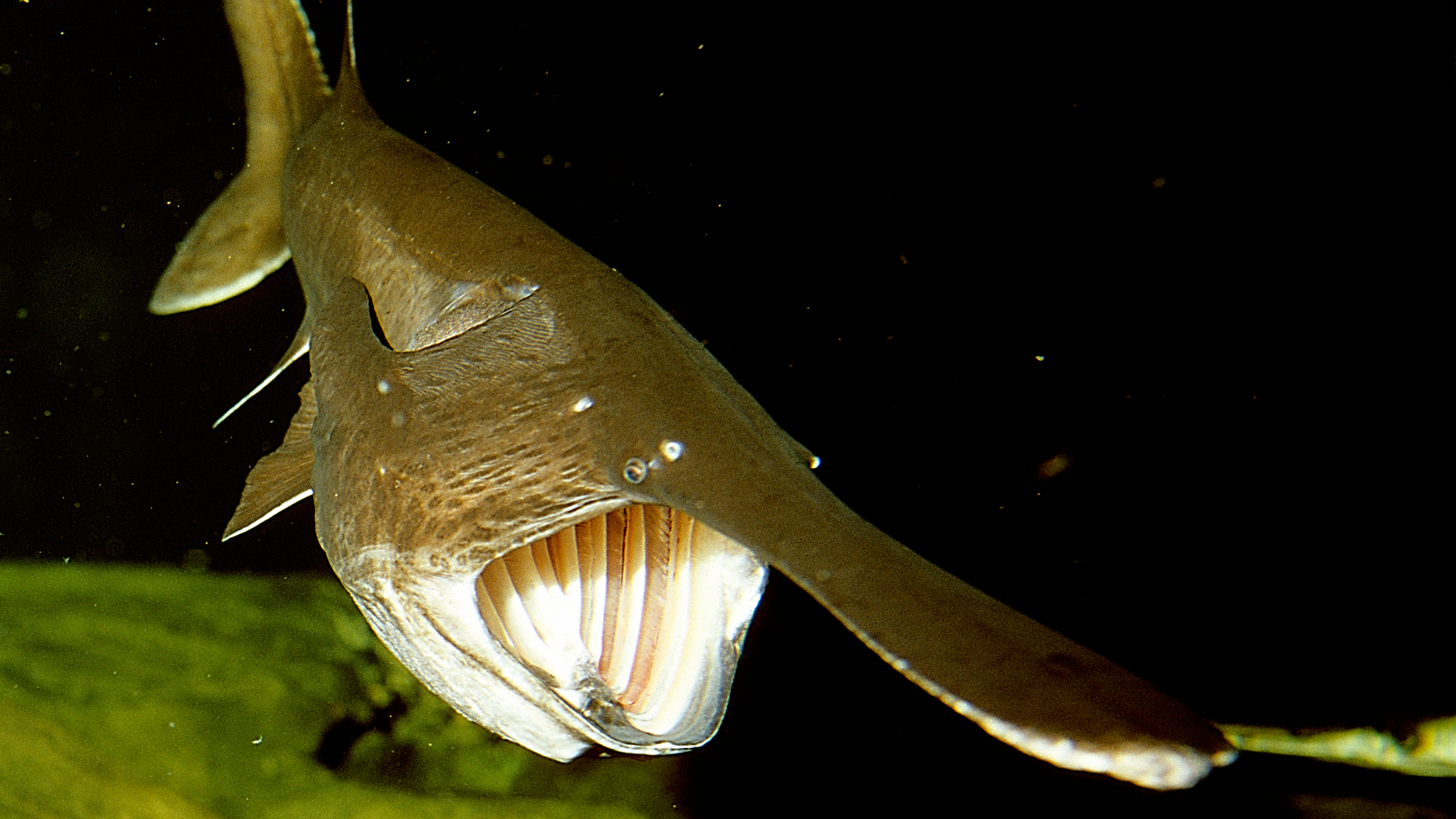 Two Great Fish Reads - Cool Green Science