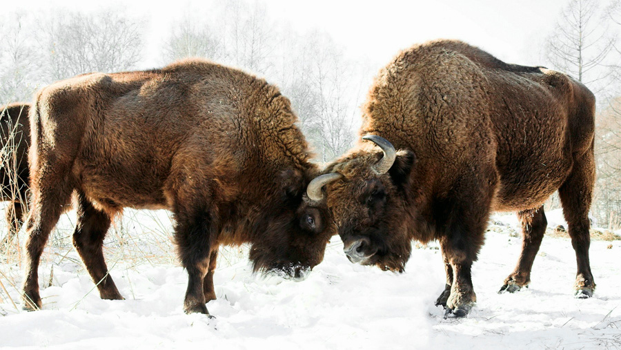 The Remarkable Story of How the Bison Returned to Europe - Cool Green  Science