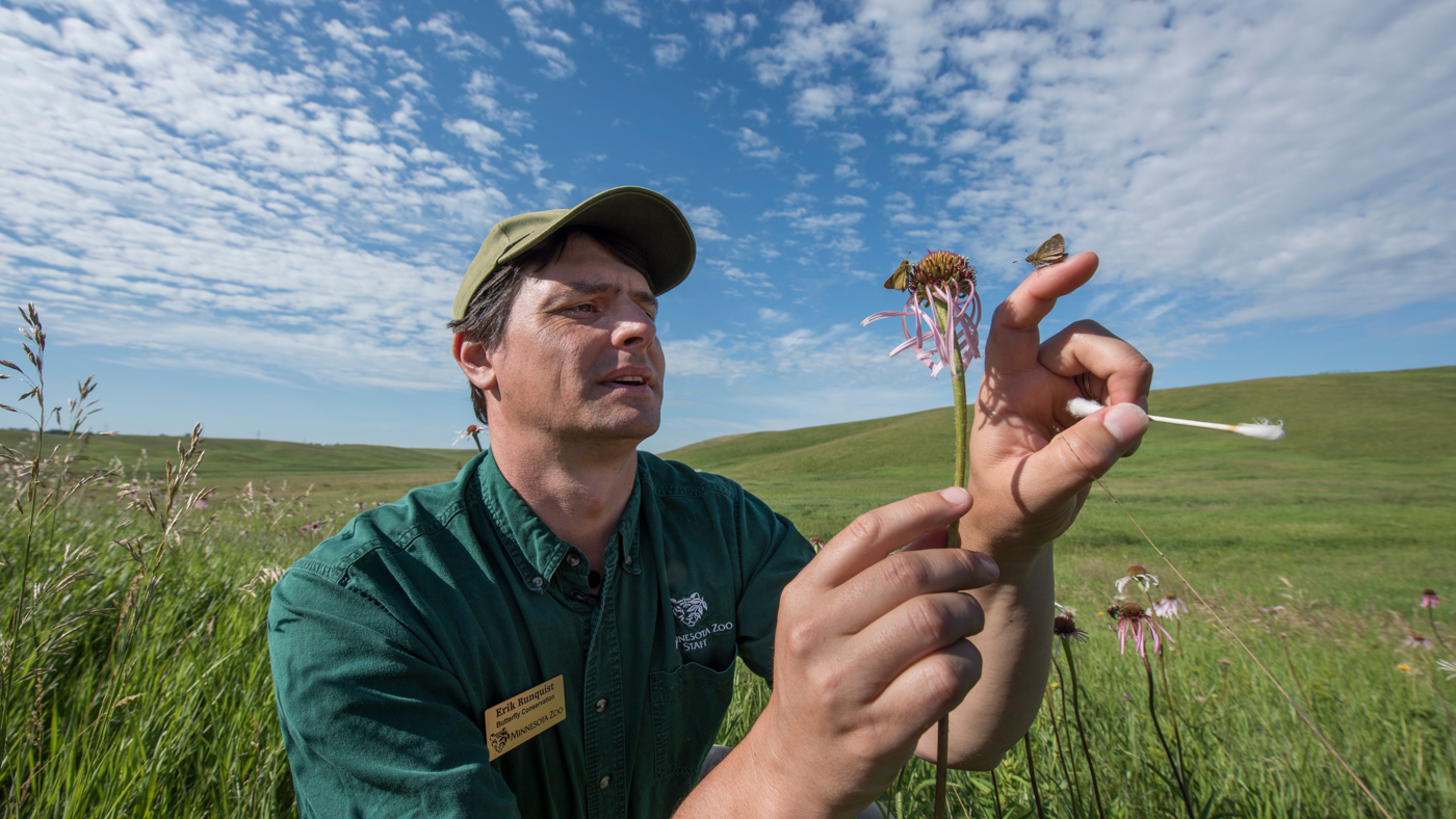 The Four Biggest Hazards Facing Monarch Butterflies, and How You