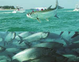 Recovery: Restoring Decency to Tarpon Tournaments - Cool Green Science