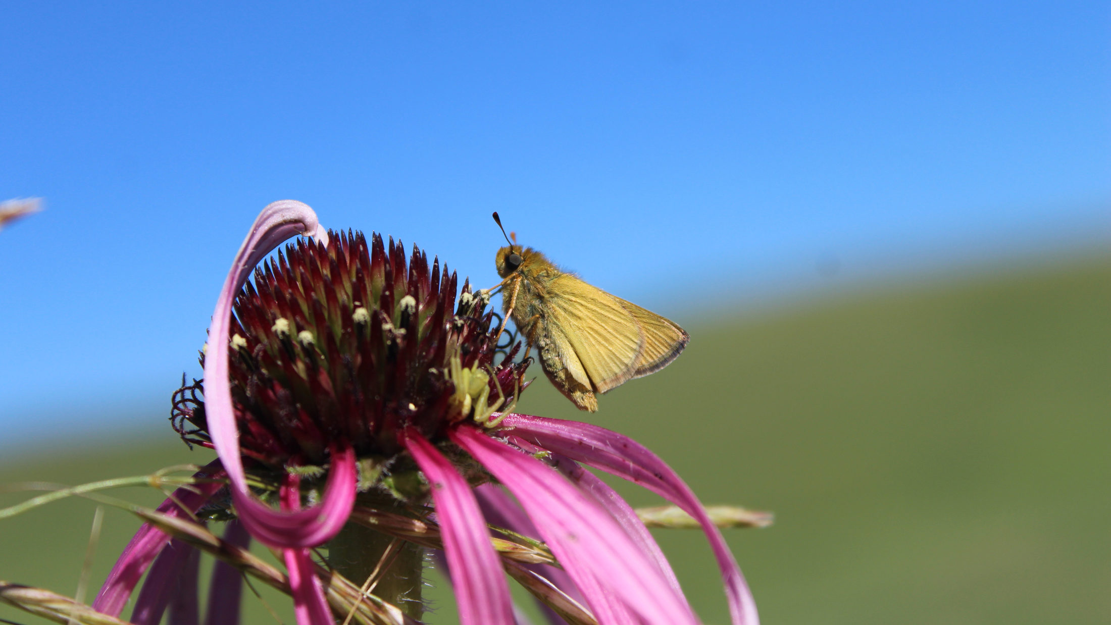 The Four Biggest Hazards Facing Monarch Butterflies, and How You