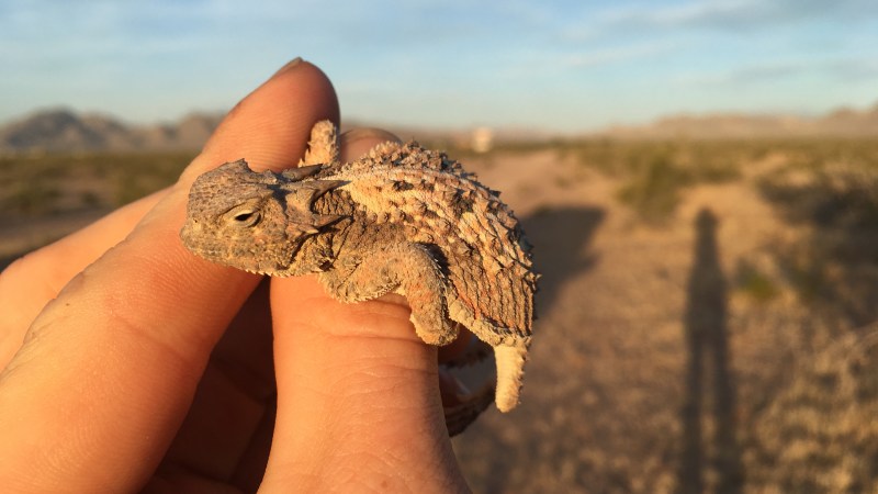 Recovery: Extricating Reptiles from the Pit of Despair