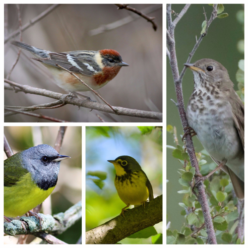 The Ocean Flyway: The Surprising Open Water Routes of Songbird ...