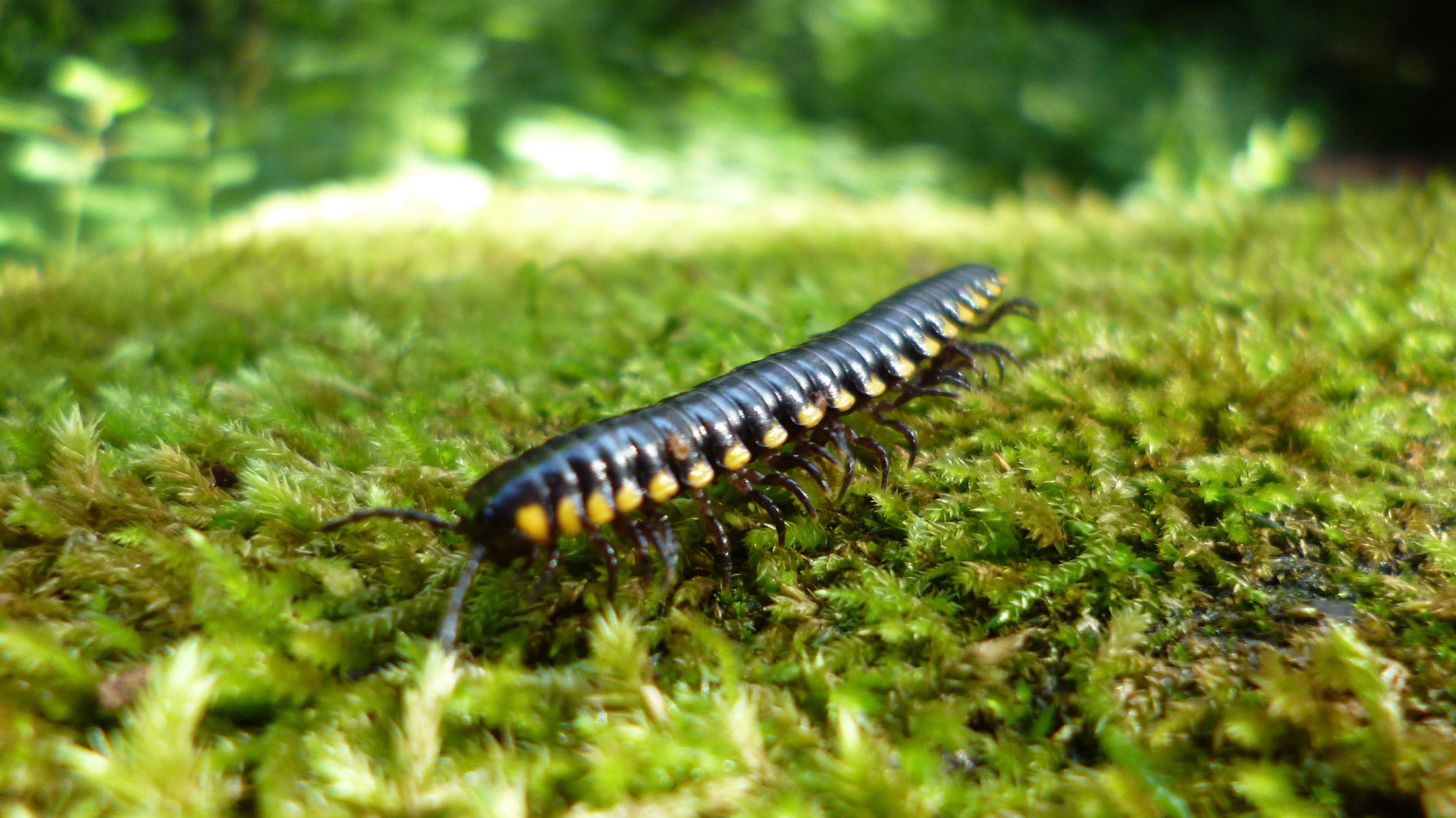 The Millipede That Protects Itself with Cyanide - Cool Green Science