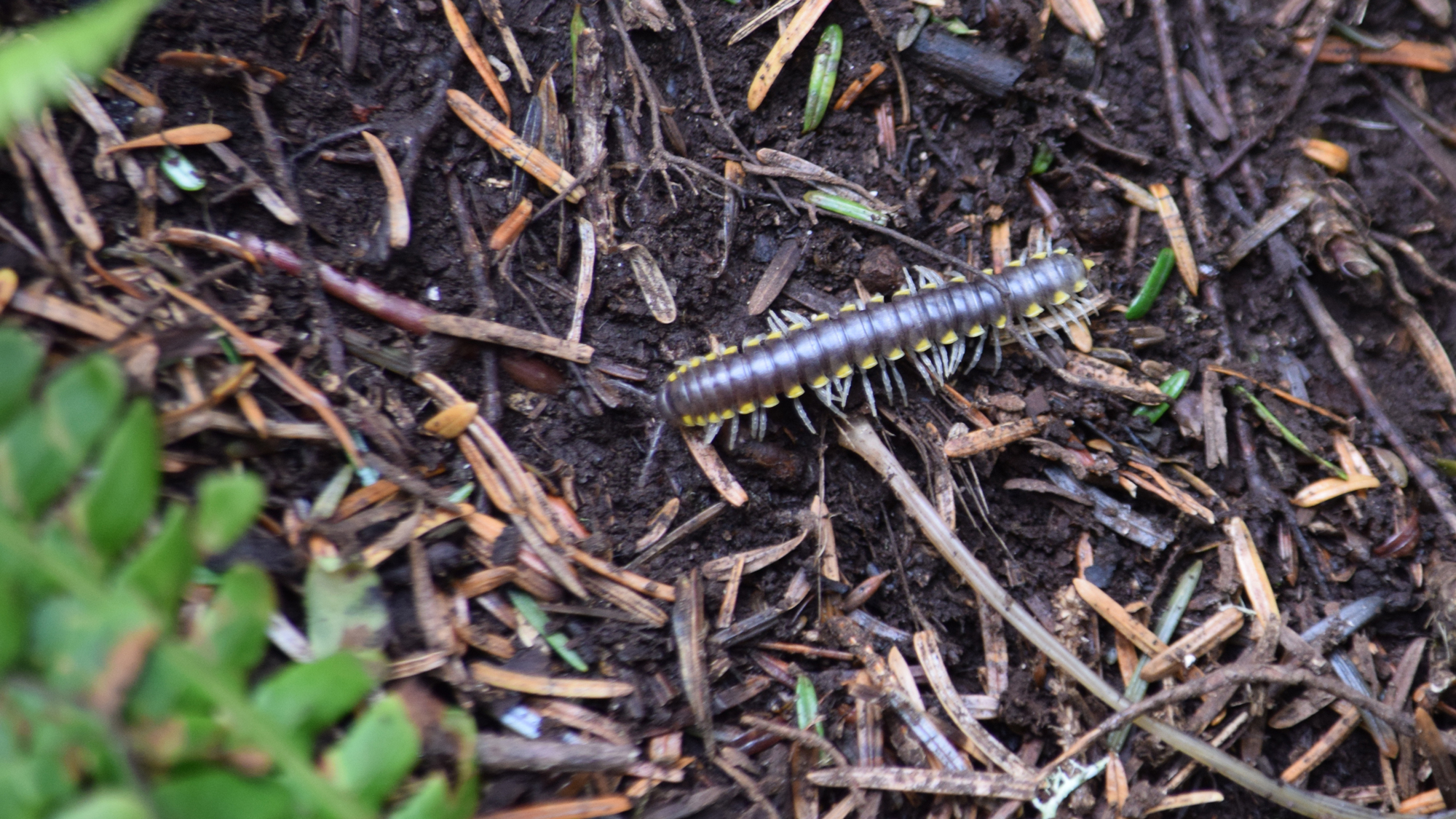 giant african millipede cyanide