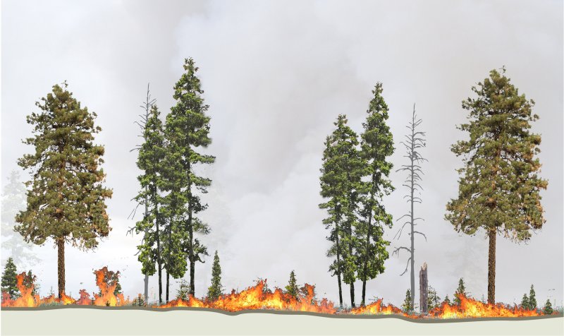 Trees Tell Us Much About Fire: What Will We Do About It? - Cool Green ...