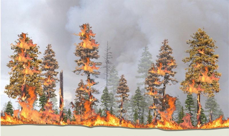 Tree By Fire Risk Trees Tell Us Much About Fire: What Will We Do About It? - Cool Green ...