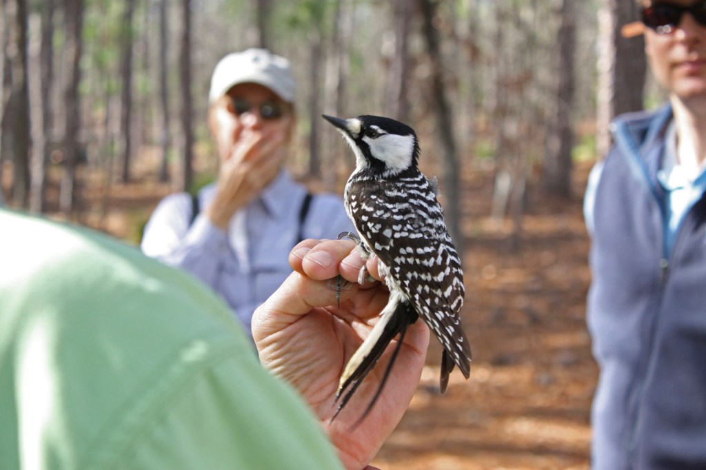 hand holding a small, black and white woodpecker