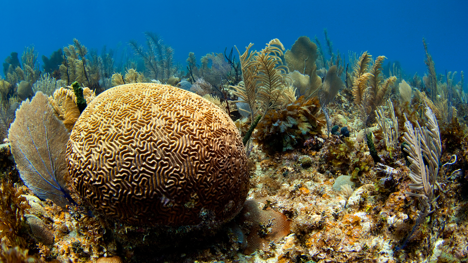 Reefs Like Zombies? - Cool Green Science