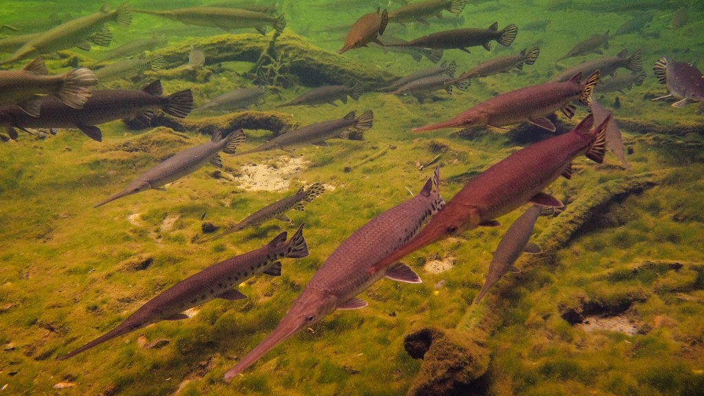 Gar Wars: A Fish Force Awakens - Cool Green Science