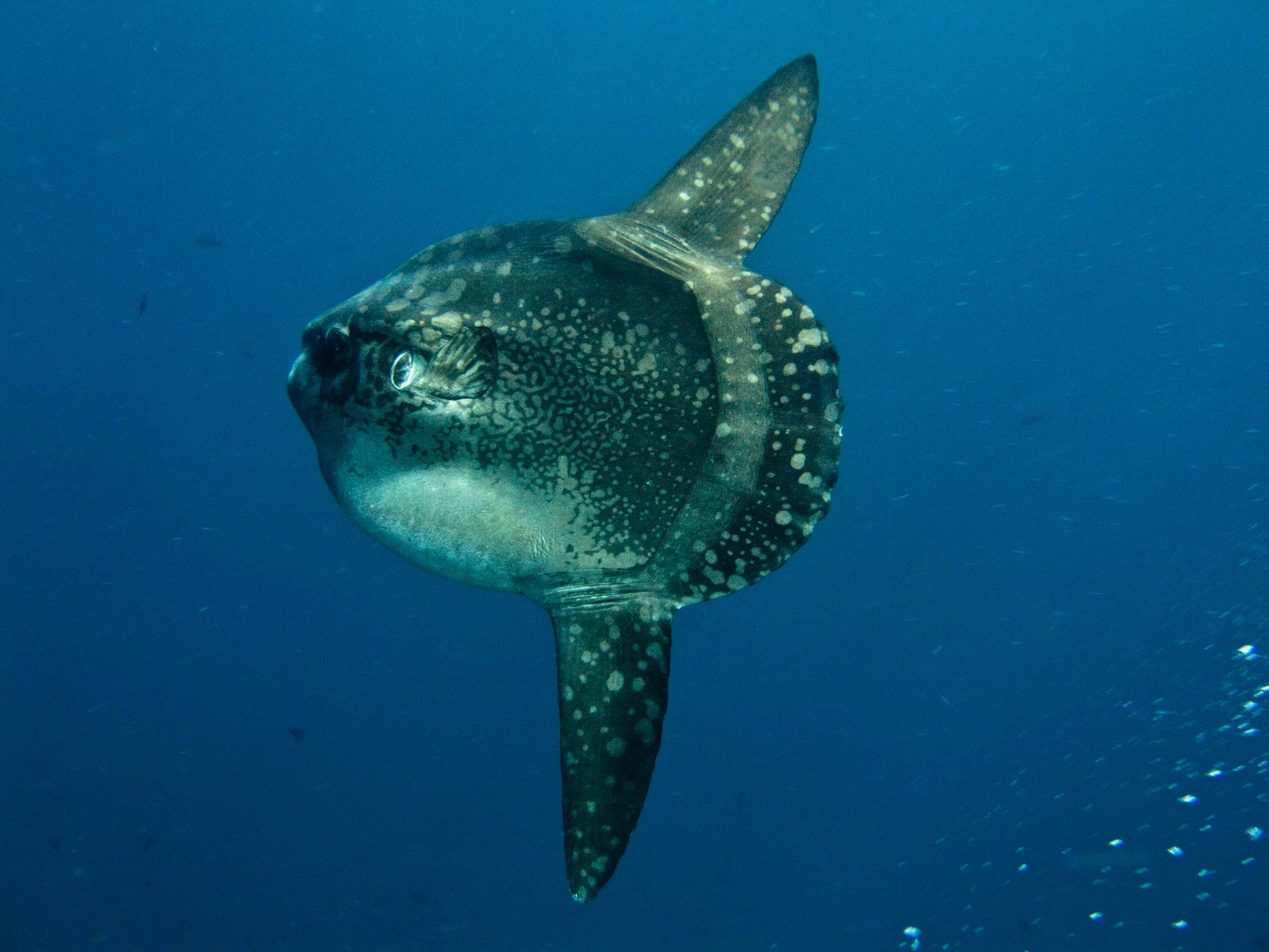 Meet The Magnificently Weird Mola Mola