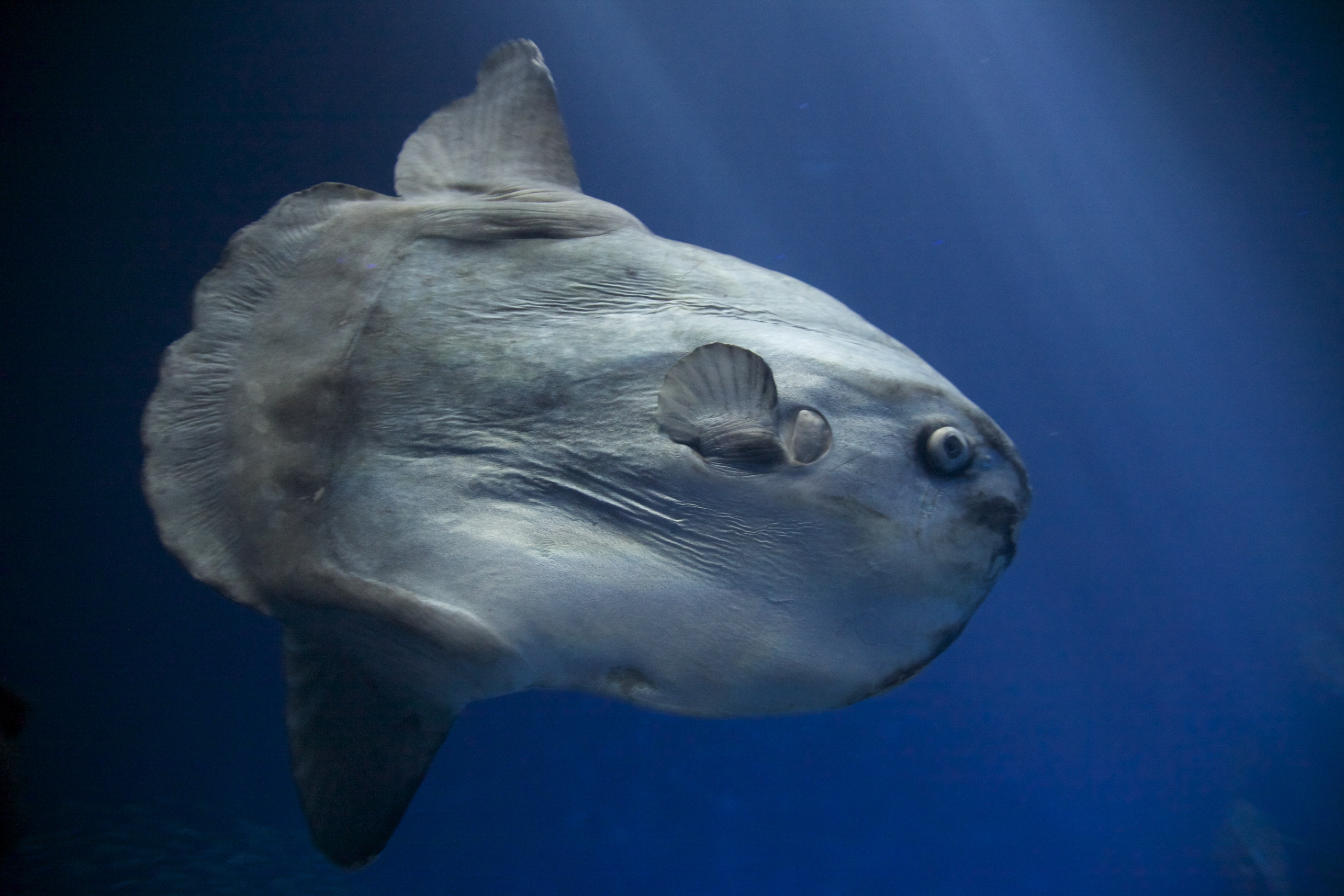 Meet The Magnificently Weird Mola Mola