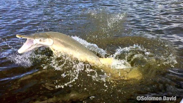 Gar Accomplished: all 5 US species – moxostoma