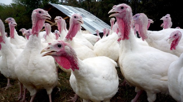 Tracing the Wild Origins of the Domestic Turkey - Cool Green Science