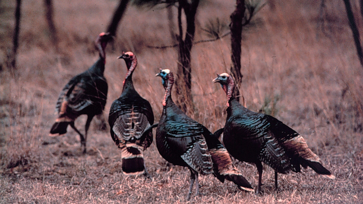 Three wild turkey gobblers display their tail feathers Fleece Blanket