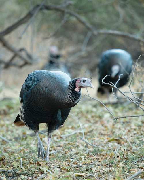 The Fascinating Fall Behavior of Wild Turkeys