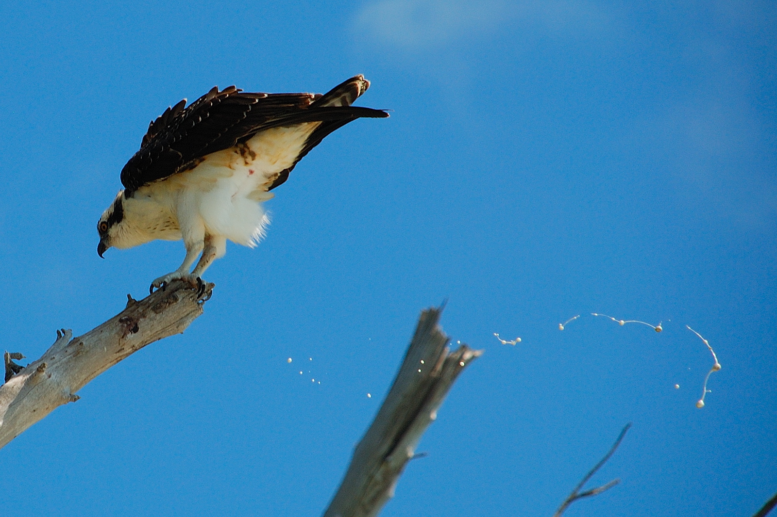 9 Strange and Surprising Nature Facts Cool Green Science