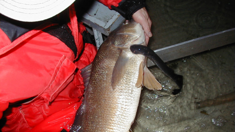 lamprey fish bite