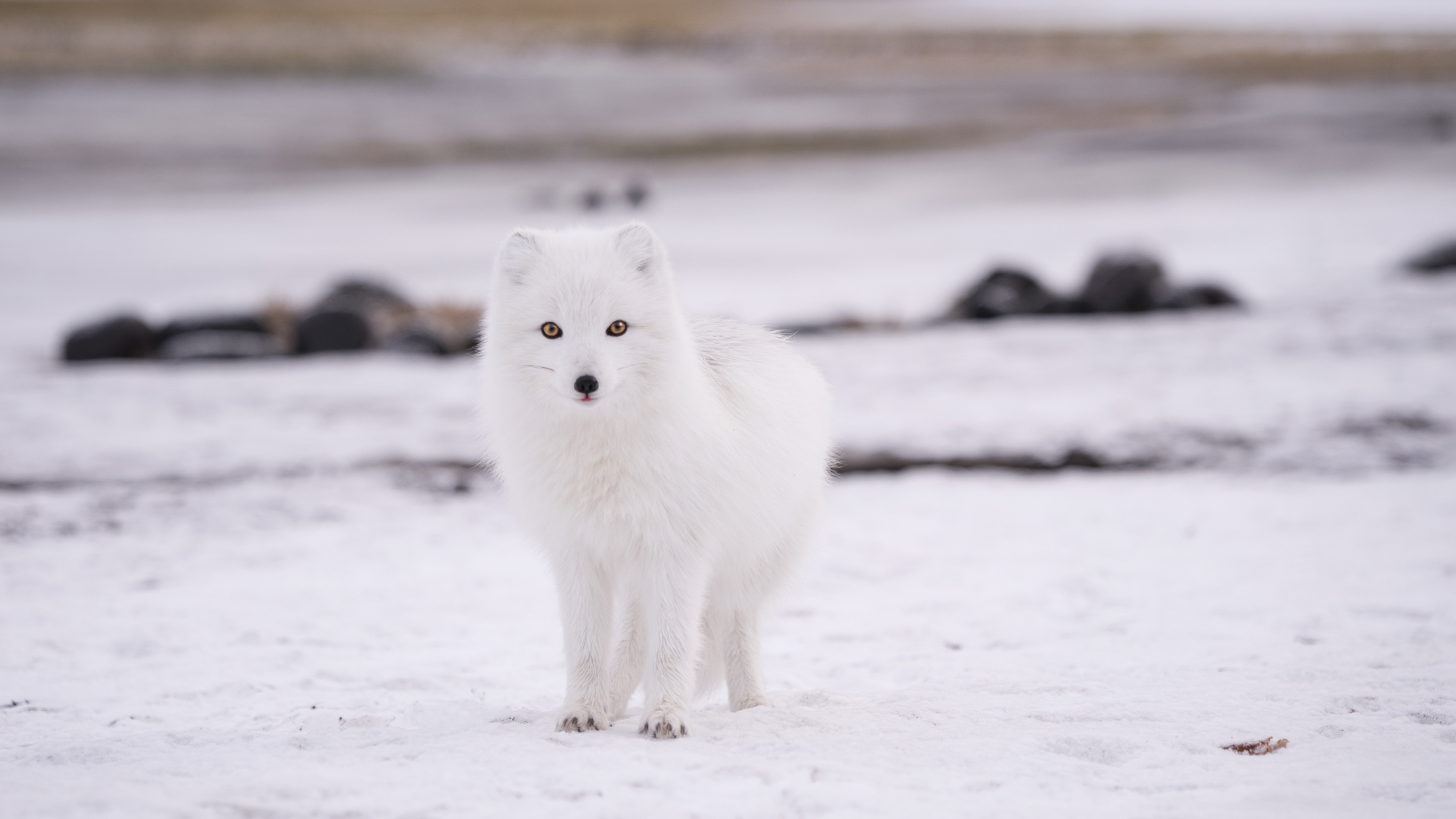Adapt or die: Arctic animals cope with climate change