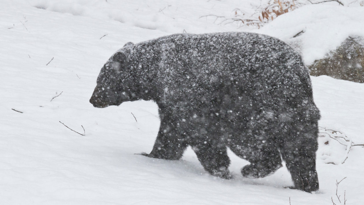 Surviving Winter: How Animals Adapt To The Cold - animalsafari