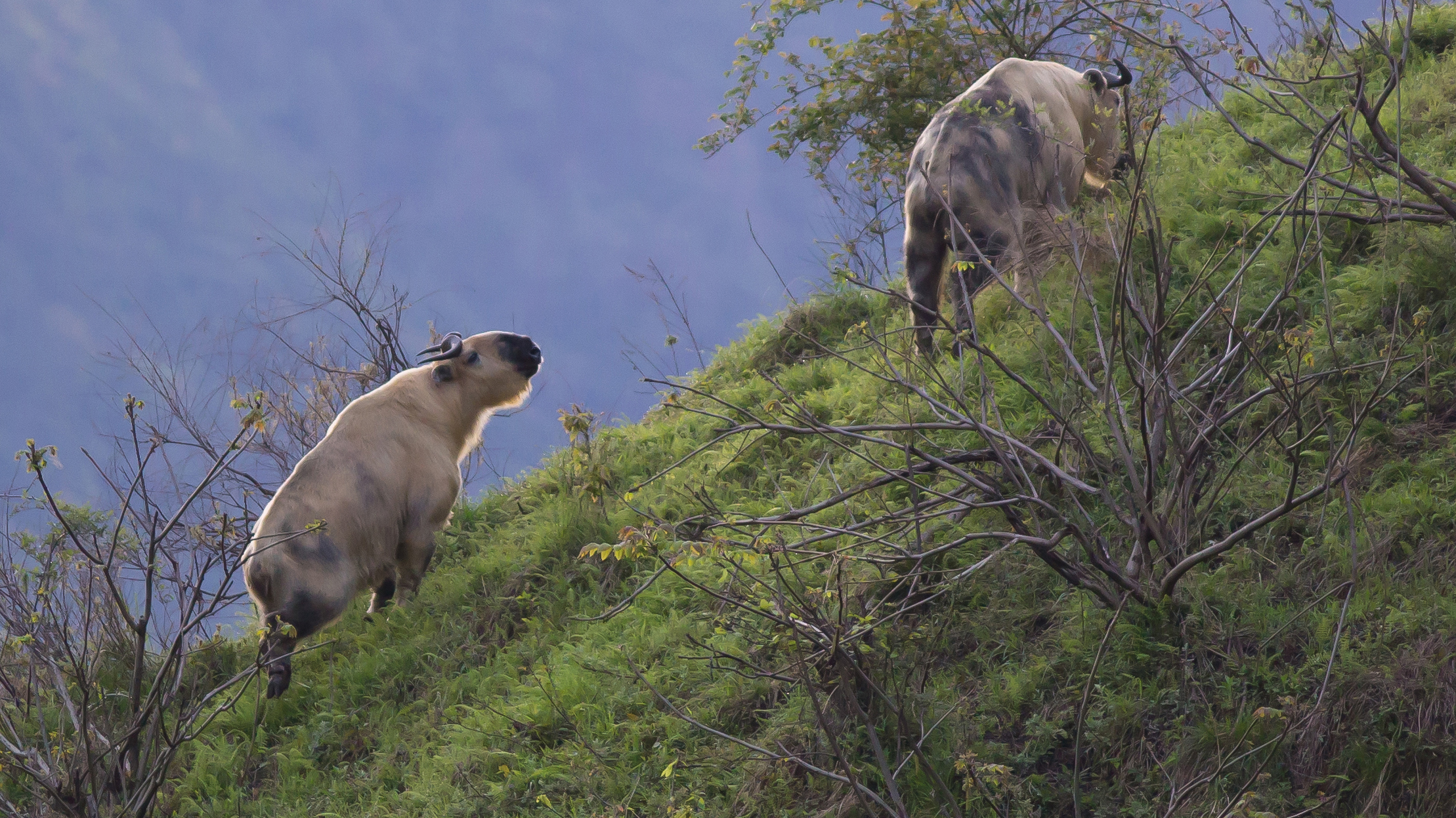 Meet the Takin: The Largest Mammal You've Never Heard Of - Cool Green  Science
