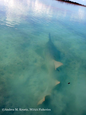 Recovery: Smalltooth Sawfish Flickering Back - Cool Green Science