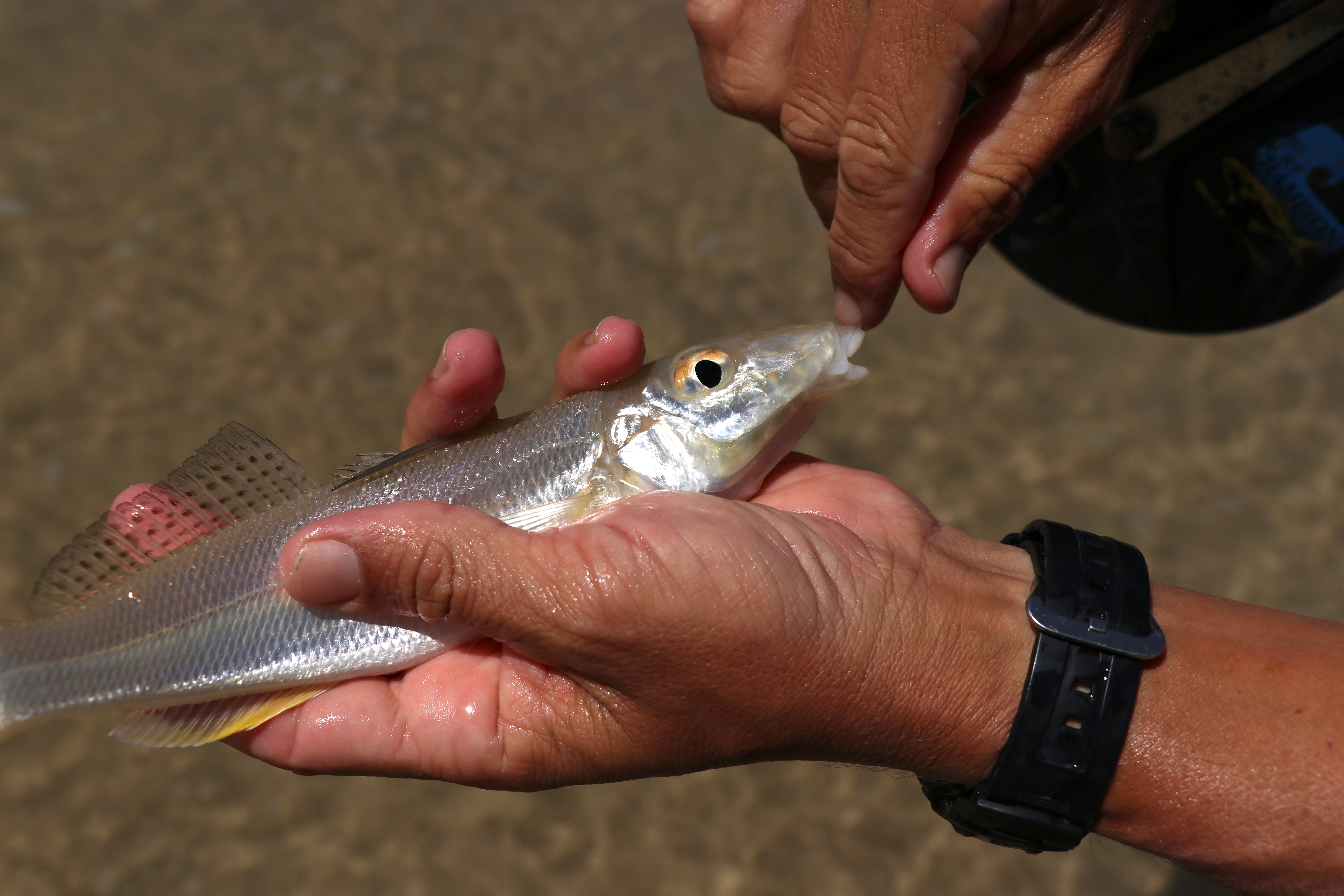 Catch and Release Fishing - Fish & Fishing (U.S. National Park