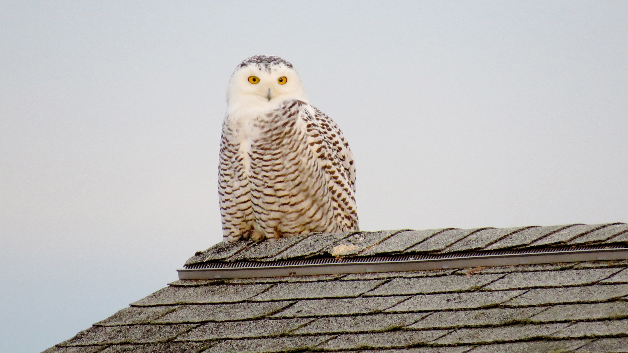 Understanding the Nomadic Habits of Snowy Owls Cool Green Science