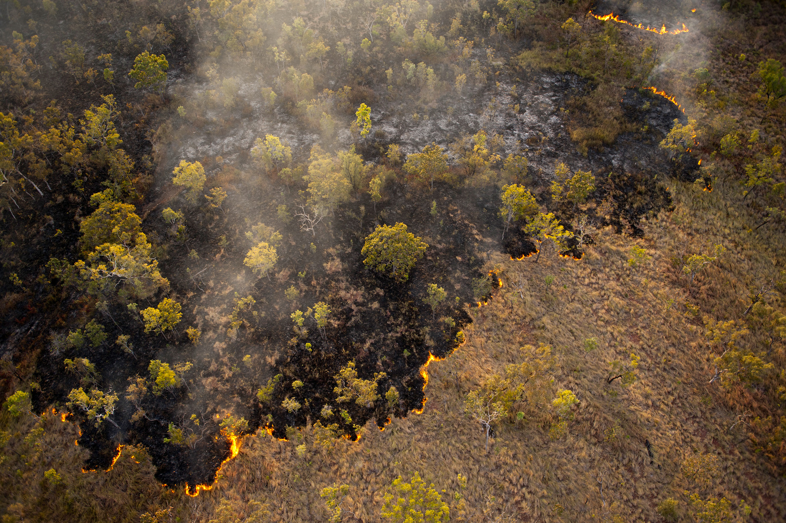 Australian “Firehawk” Raptors Intentionally Spread Wildfires