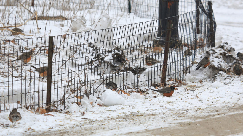 How To Help Robins Survive The Harsh Winter Weather