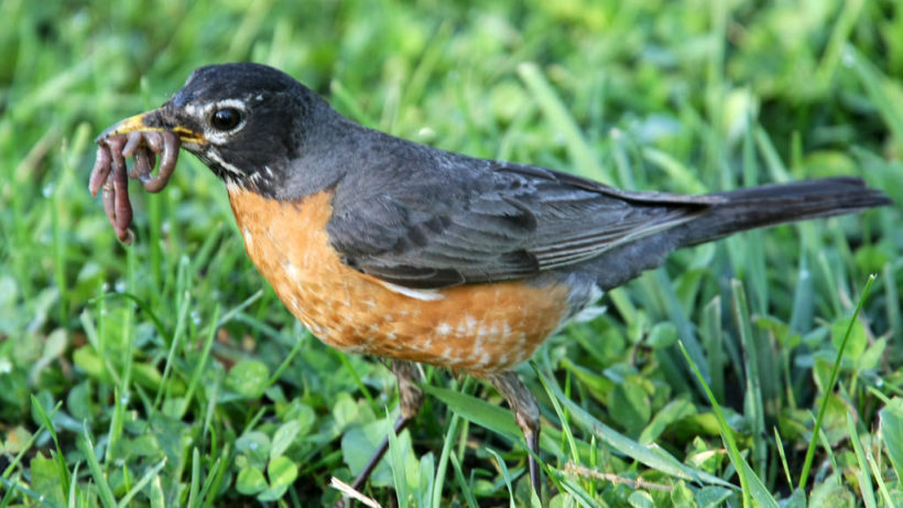 robin eating worms in dirt