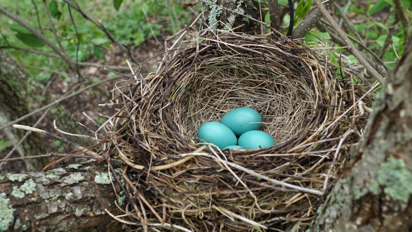 Why Are You Seeing Robins in Winter? - Cool Green Science