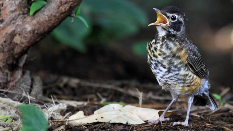 Why Are You Seeing Robins in Winter? - Cool Green Science