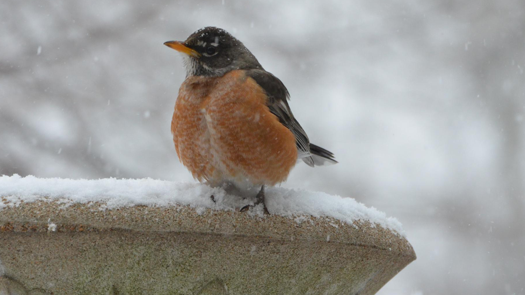 Odd Funny Cartoon Robin Bird